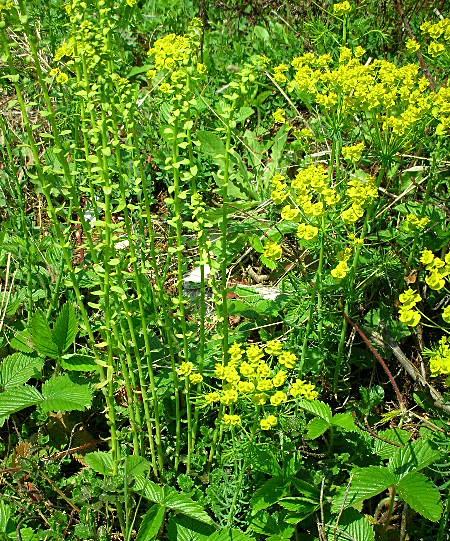 Euphorbia cyparissias / Euforbia cipressina